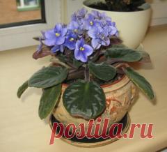 Колониальное прошлое маленького цветка, или Что вы знаете об узамбарских фиалках? | Растения