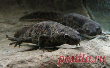 Топ-25 животных с самыми странными защитными механизмами | Разно Всяко