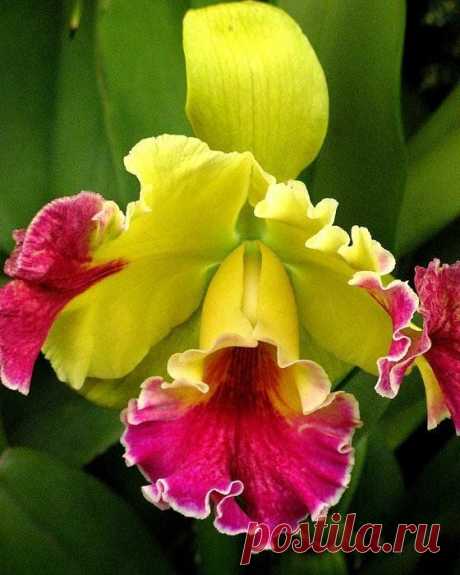yellow and pink cattleya orchid Print by Alfred Ng