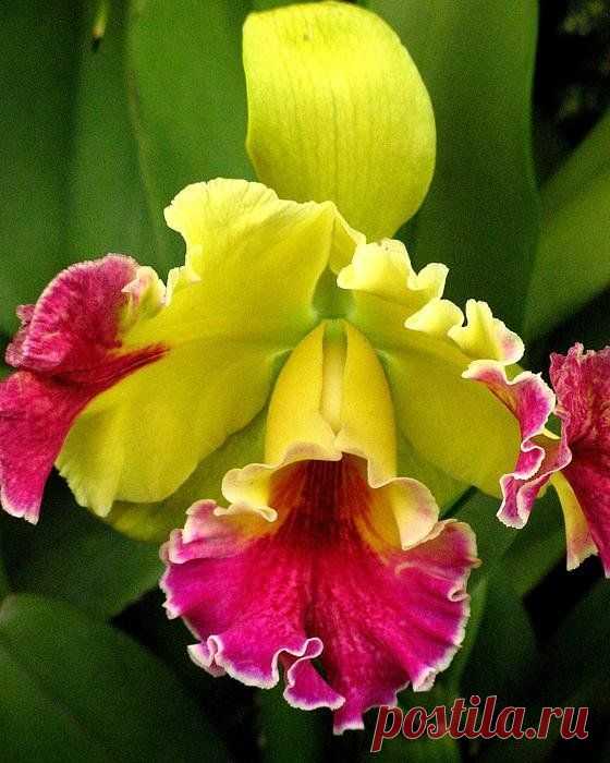 yellow and pink cattleya orchid Print by Alfred Ng