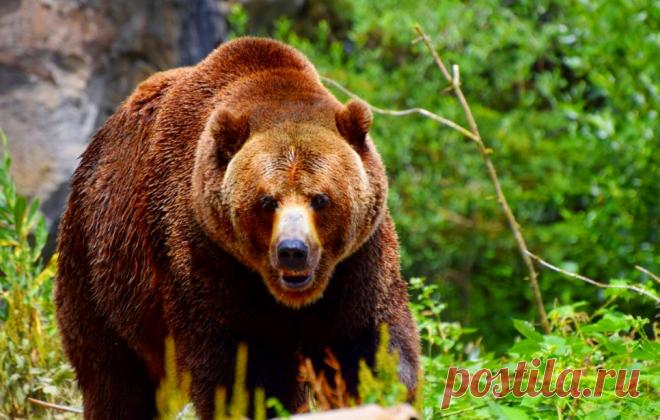Как спастись при встрече с медведем &raquo; Женский Мир