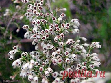 Вот так цветет вереск! Красота, не правда ли?