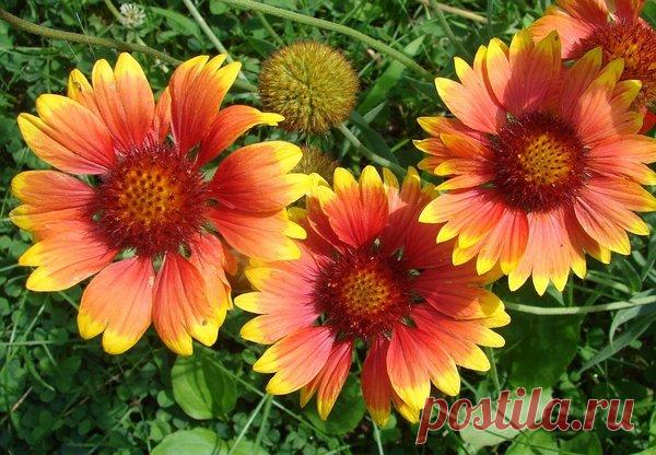 Топ 7 растений для бедной почвы, о которых вы могли не знать | Cчастливый дачник | Яндекс Дзен