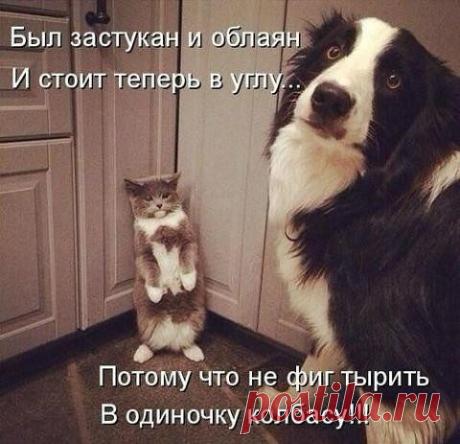Приколы с братьями меньшими / Питомцы
