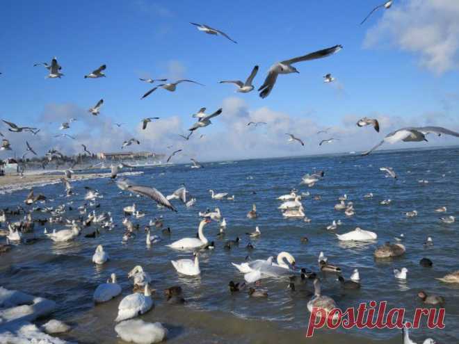 В Севастополе частично замерзла бухта «Омега» - Наука и жизнь