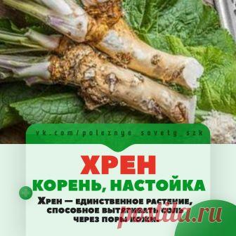 После некоторого отсутствия - возвращаемся к вам с 
Полезными Советами 

Сейчас как раз сезон сбора и заготовки хрена, воспользуйтесь 
нашими советами и помогайте себе народными средствами.
Показать полностью…