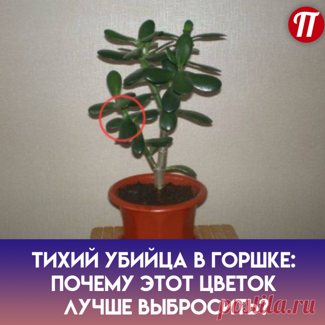 Толстянка
В нем содержится химический
элемент Arsenicum (мышьяк).
Воздействие яда на организм
человека может обернуться трагедией