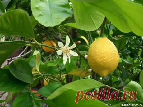 Комнатные растения. Разведение лимонов Не все сорта лимонов можно выращивать в комнате. Лучше всего для комнатной культуры подходят: лимон Пав­ловский, лимон Мейера, Новогрузинский, Дженоа, Майкоп­ский. Чаще в комнатных условиях выращивают Павловский лимон и лимон Мейера.Павловский лимон – один из самых известных лимонов,...