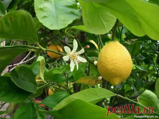 Комнатные растения. Разведение лимонов Не все сорта лимонов можно выращивать в комнате. Лучше всего для комнатной культуры подходят: лимон Пав­ловский, лимон Мейера, Новогрузинский, Дженоа, Майкоп­ский. Чаще в комнатных условиях выращивают Павловский лимон и лимон Мейера.Павловский лимон – один из самых известных лимонов,...