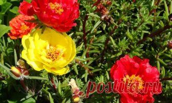 Цветок портулак - особенности выращивания на садовом участке Портулак - красивое растение, которое полюбилось садоводам из-за неприхотливости в уходе Подробнее о том, как выращивать цветок портулак , расскажем далее.