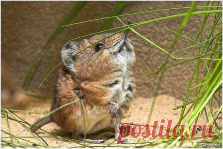 прыгунчики фото: 30 тыс изображений найдено в Яндекс.Картинках