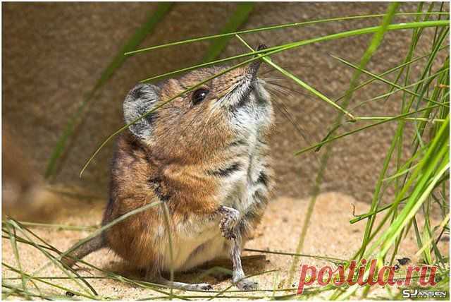 прыгунчики фото: 30 тыс изображений найдено в Яндекс.Картинках