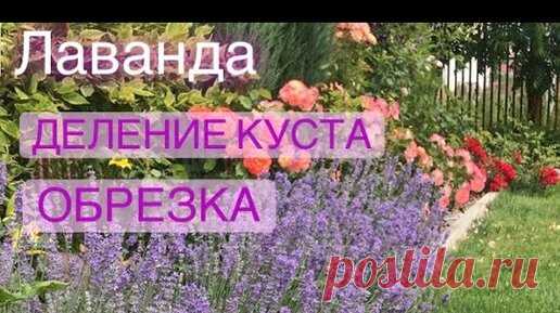 Лаванда осенью, как обрезать и как разделить куст ! Ошибки при посадке, расстояние от бордюра | Екатерина Ко и Цветущий САД  | Дзен