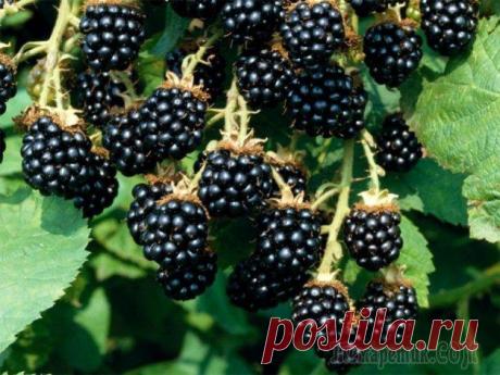 Ежевика Блэк сатин, посадка и уход