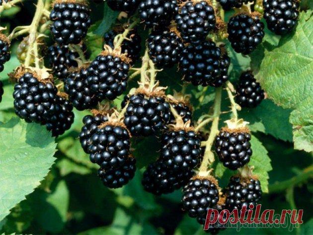 Ежевика Блэк сатин, посадка и уход