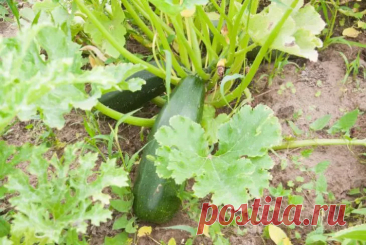 Как спасти урожай кабачков от слизней: ловушка из обычного продукта, которую ставят на ночь. Обычный кефир или простокваша поможет создать простую, но действенную защиту для урожая.