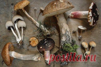 Эксперт развеял популярный миф о червях в грибах. Нельзя считать грибы неядовитыми на том основании, что их едят черви, рассказал кандидат технических наук, специалист по производству грибов и пищевым технологиям Дмитрий Зыков. Широко встречаются червивые мухоморы, бледная поганка, сатанинский и многие другие несъедобные грибы, уточнил он.