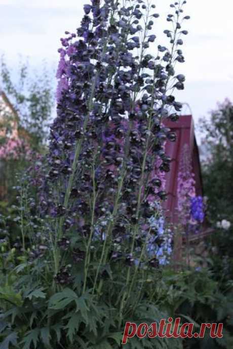 КАК СЕЯТЬ ДЕЛЬФИНИУМ | Самоцветик