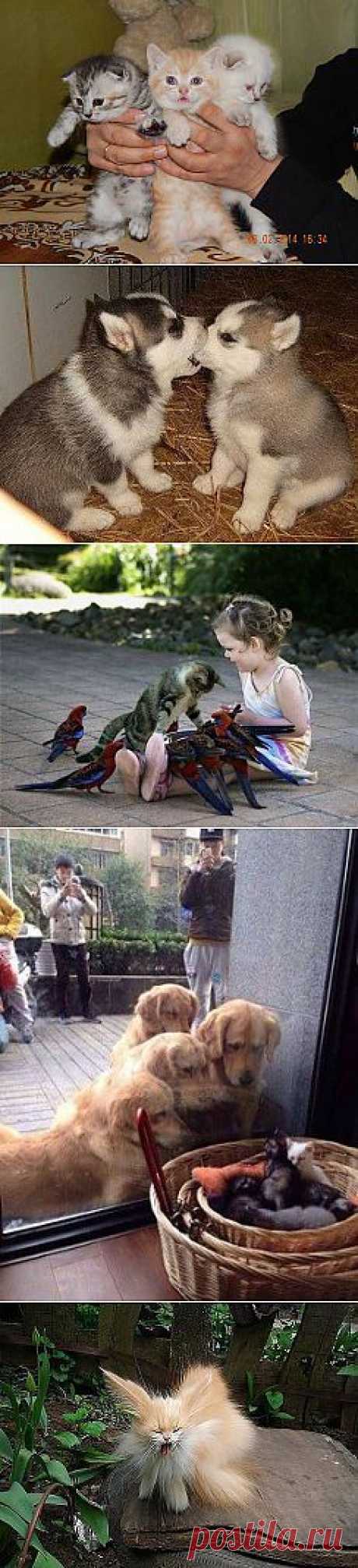 (1) Одноклассники