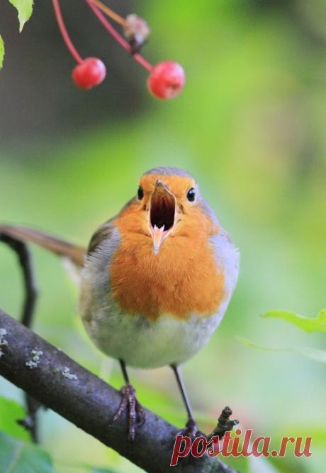 «На зарядку, на зарядку!» – зарядила зарянка на заре. Фотографировала Наталья Бачкова – nat-geo.ru/photo/user/29452.