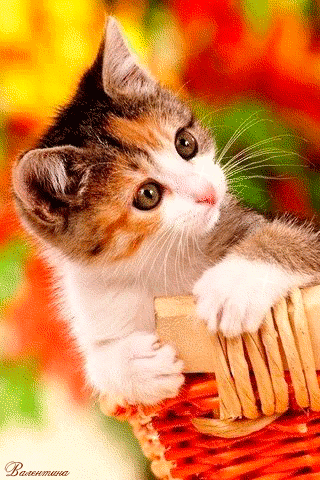 Котенок - анимация на телефон №1396531