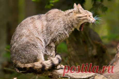 Wildkatze (Felis silvestris) - Naturbild-Galerie: Wildkatze - Fokusnatur Naturfotografie