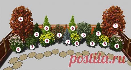 Куст со «снежными» ягодами