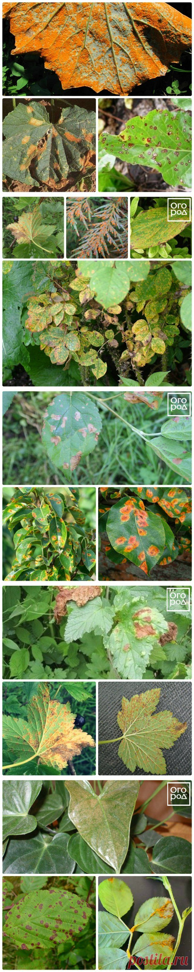 Ржавчина растений – признаки болезни и способы борьбы с ней | Болезни и вредители (Огород.ru)