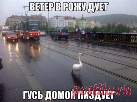 Упс