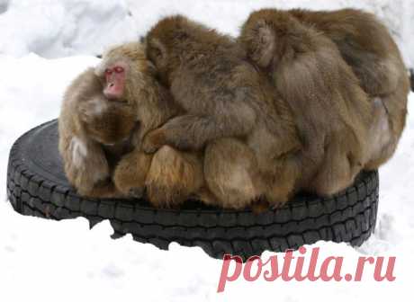 monkeys_try_to_stay_warm_01.jpg (700×512)