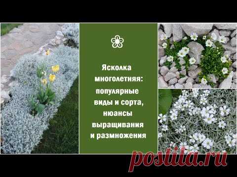 ❀ Ясколка многолетняя: популярные виды и сорта, нюансы выращивания и размножения