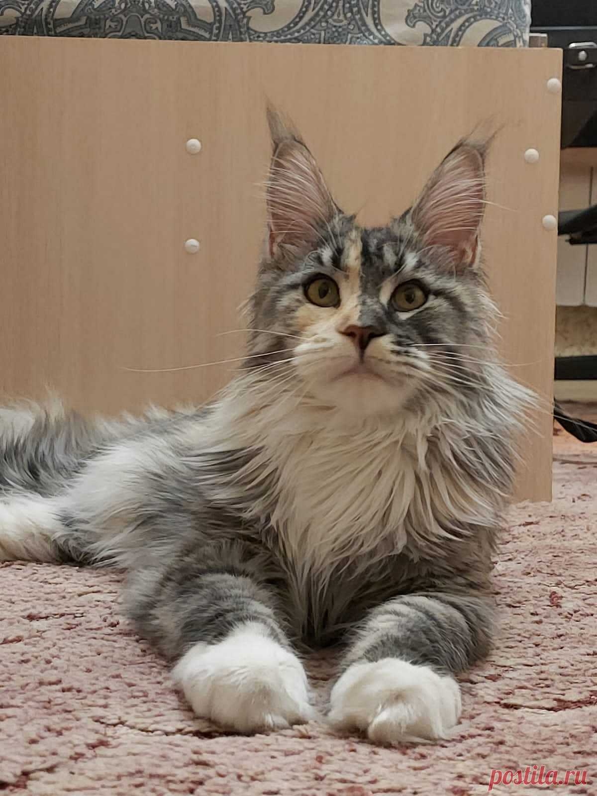 Выпускница нашего питомника DaStepSoFe  Shining Silver Sally, 8 месяцев.