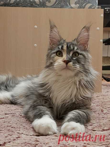 Выпускница нашего питомника DaStepSoFe  Shining Silver Sally, 8 месяцев.