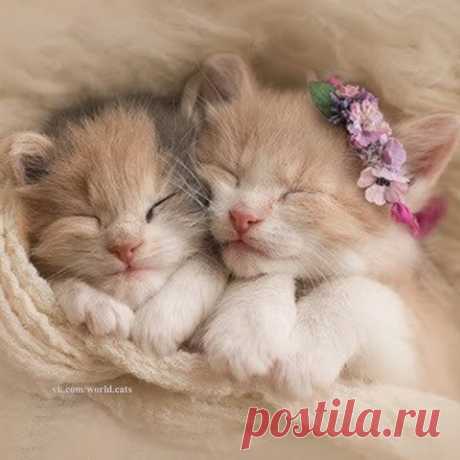 Тихий час)