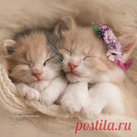 Тихий час)