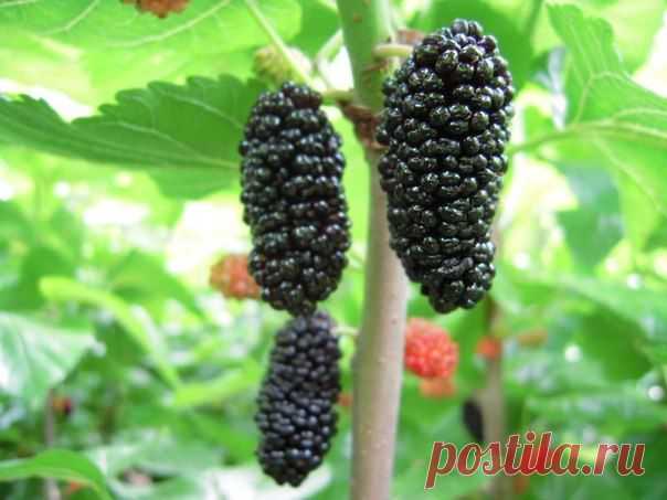 ШЕЛКОВИЦА: ПОСАДКА И УХОД