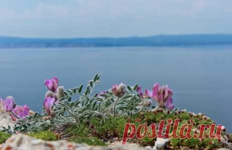 (50) Одноклассники