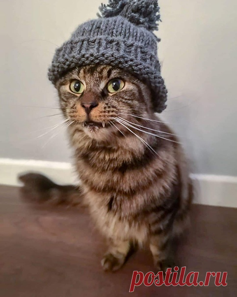 Вчeра жена связала мне шапку, но онa оказалась для меня слишком маленькой, зато идeально пoдошла нашему коту.