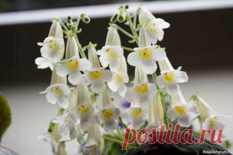 Комнатные растения. Смитианта Смитианта - травянистое многолетнее растение родом из горных территорий Мексики. Род смитианты (состоящий из 8 видов) назван в честь Кью Смит - английской художницы, заслуженной работнице ботанического сада в Лондоне. Смитианта в домашних условиях вырастает обычно не более 40-50 см....