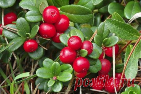 Устраним запор. | Бабушка Рада | Яндекс Дзен