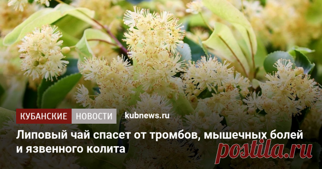 Липовый чай спасет от тромбов, мышечных болей и язвенного колита Медики считают липовый чай одним из самых полезных напитков, так как он включает в себя больше всего различных витаминов и минералов.
