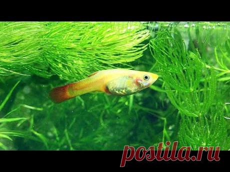 Лечение Гуппи - YouTube