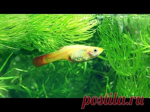 Лечение Гуппи - YouTube