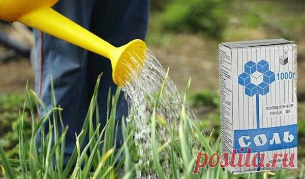 Полив лука солью: как это работает и почему эффект будет знаком каждому огороднику | Любимая Дача. Сад и Огород | Яндекс Дзен