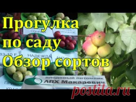 Обзор сада . Яблони . Сорта плодовых . ЛПХ Макаревич Уссурийск . - YouTube