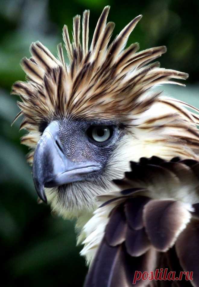 Philippine Eagle. Филиппинский орел.