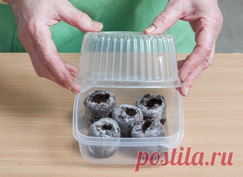 И снова про торфяные таблетки