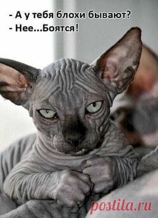 6ba5085a.jpg (507×699)