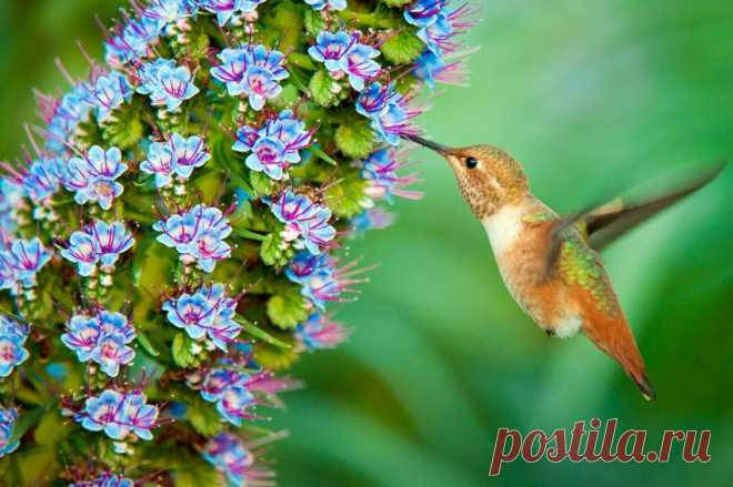 Любитель нектара — Фото дня, 9 сентября 2014