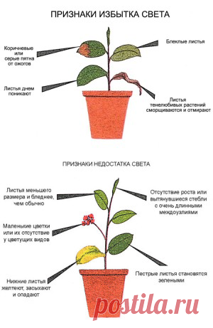Сколько света нужно разным культурам. Как узнать, когда света слишком мало, а когда много. | Для дачников.ру